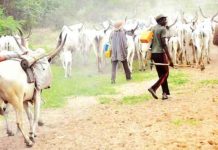 Herders Reject Senate’s Bill On Ranching