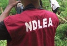 20 Chairmanship Aspirants Test Positive for Drugs in Kano – NDLEA