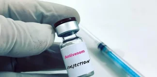 Nigeria Records 43,000 Snakebites Yearly Amid Antivenom Shortages